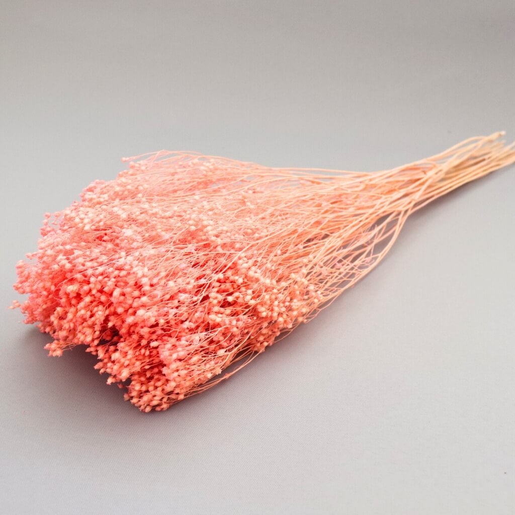 Sušený Broom Bloom světle růžový